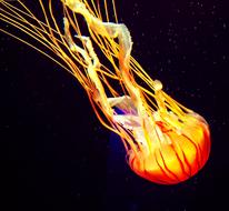 bright yellow jellyfish in dark water