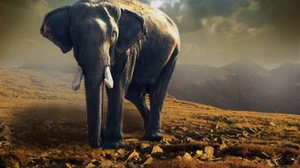 Elephant walking on the colorful and beautiful mountains in sunlight, under the clouds