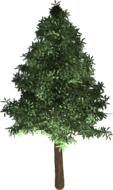 tree evergreen pine