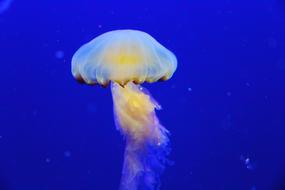 Jellyfish Fish Blue