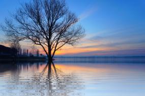 Tree Lake Mirroring