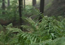 The Foggy Tree in Forest