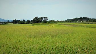 Rice field at Fall Autumn