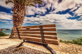 bench under a palm tree on the coast