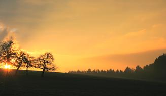 trees on the field against the background of yellow dawn