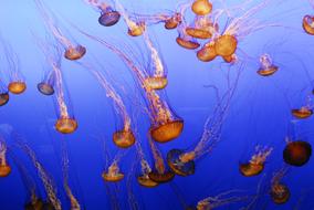 brown jellyfish in purple ocean