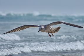 Seagull Flying over foamy Sea waves