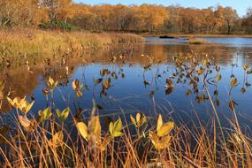 Autumn Lake in Forest