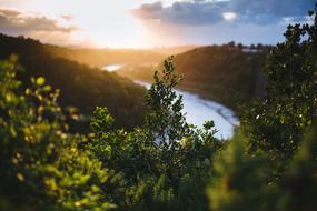 Depth Of Field Nature Plants at sunset