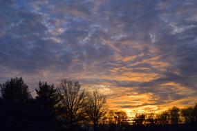 Landscape of Trees at Sunset