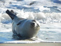 Harbor Seal Resting on beach