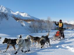 Man on the sleds with cute, colorful and beautiful Laika dogs, on the snow, among the plants and mountains, in the winter