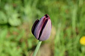 Purple Tulip Tulips Flower Bud