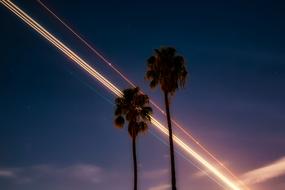 Palm Trees Silhouettes at Sunset