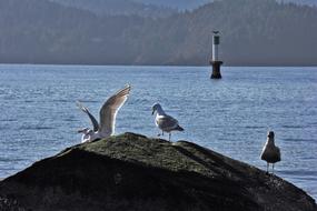 Ocean Birds