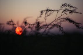 Silhouettes of the plants, at colorful and beautiful dusk with Sun on horizon, in the evening