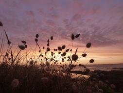 flowering plants on the ocean against the background of a pink sunset
