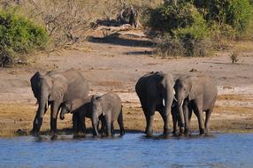 Family of the cute and beautiful elephants, drinking water on the shore of the river, with colorful plants, in Botswana, Africa