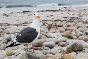 bird on Sank Rocky beach