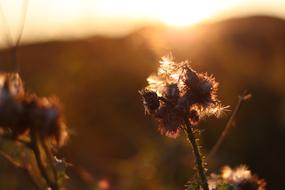 Flower at sunset light
