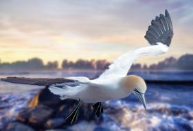 white seagull with black tips of wings in flight close up, digital art