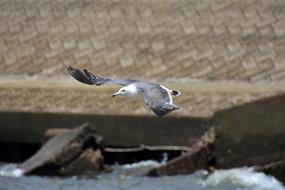 Flying Seagull On The Beach