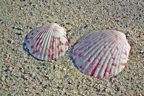 Shells Sand Nature The