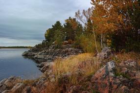 Landscape of Forest Nature at shore