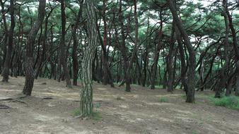 landscape of Pine Tree forest