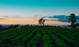 green plantation on a hill at dusk