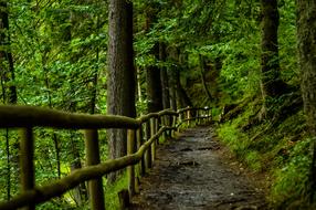 Green Trees forest