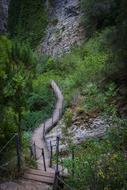 path among green plants in the mountains