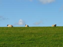 Group of the cute, colorful and beautiful sheeps, on the green meadow near the North Sea, under the blue sky with clouds