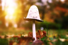 Mushroom Coprinus Comatus Schopf