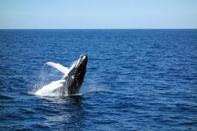 young whale jumping in the water on a sunny day