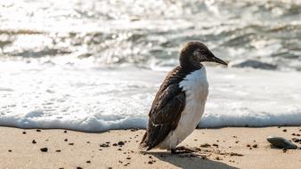 Bird Lomvie Guillemot at coast