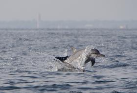 Beautiful and cute dolphin jumping in the water with ripple, at coast on background