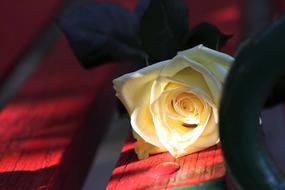 Yellow Rose On Red Bench Rosa