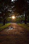 Trees Path at Sunset