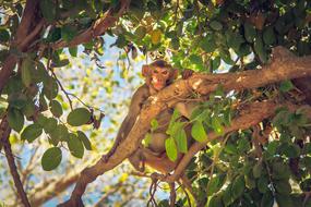 Exotic Monkey Animal in wildlife