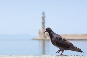 gray dove on the sea coast in a blurred background