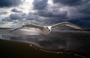 Janvangent Beach seagull
