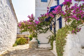 Beautiful white houses with blue windows, and beautiful and colorful plants with flowers, on the street of Skopelos, Greece