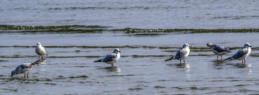 Seagull Beach Water