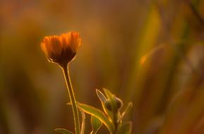 Orange Flower at sunset on a blurred background