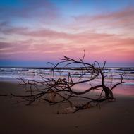 tree Branch on Sea Nature