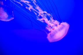Jellyfish underwater life