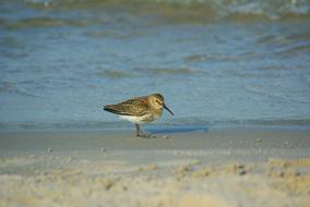 Sandpiper Ac Bird Amp on beach