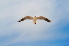 free Seagull Birds at Flight