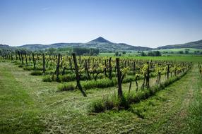 Green Vineyard landscape